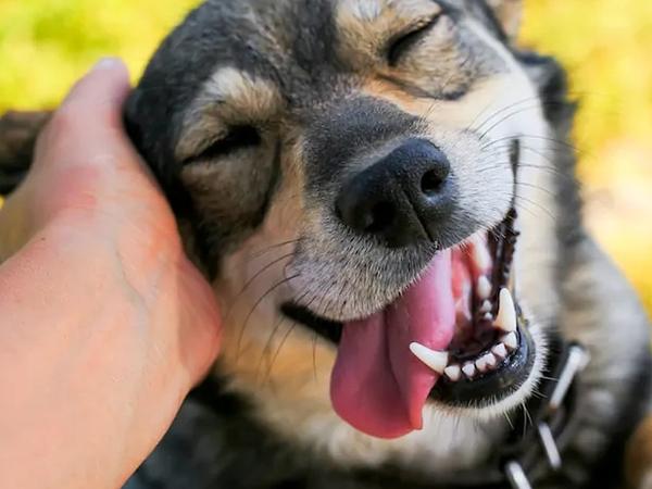 Paws & Claws Pet Clinic - Pet Clinic In Gurgaon - Pet Shop For Dog - Veterinary Clinic In Gurgaon