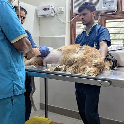 Animalia 24X7 Vet Care