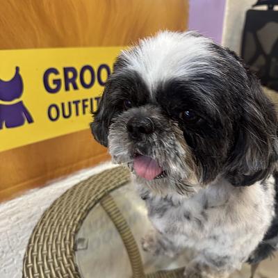 Pet Groomimg Spa And Vet by Sniff & Snooz Gurgaon Sec 65 open now || Pet Boarding