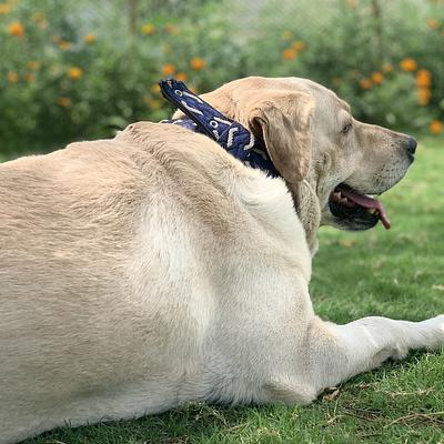 Paws & Claws Pet Clinic - Pet Clinic In Gurgaon - Pet Shop For Dog - Veterinary Clinic In Gurgaon