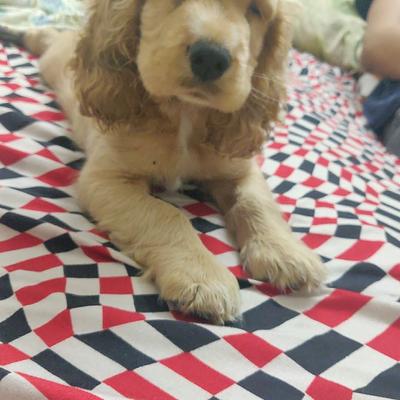 Paws & Claws Pet Clinic - Pet Clinic In Gurgaon - Pet Shop For Dog - Veterinary Clinic In Gurgaon