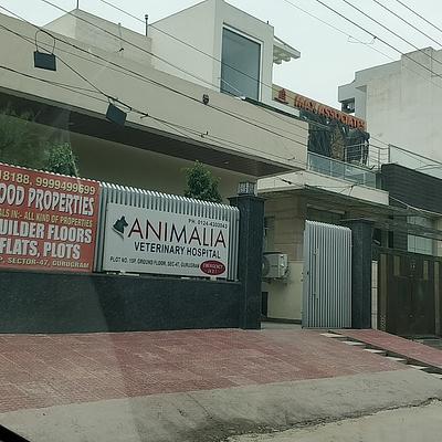 Animalia 24X7 Vet Care
