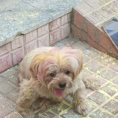 RD Pet Clinic