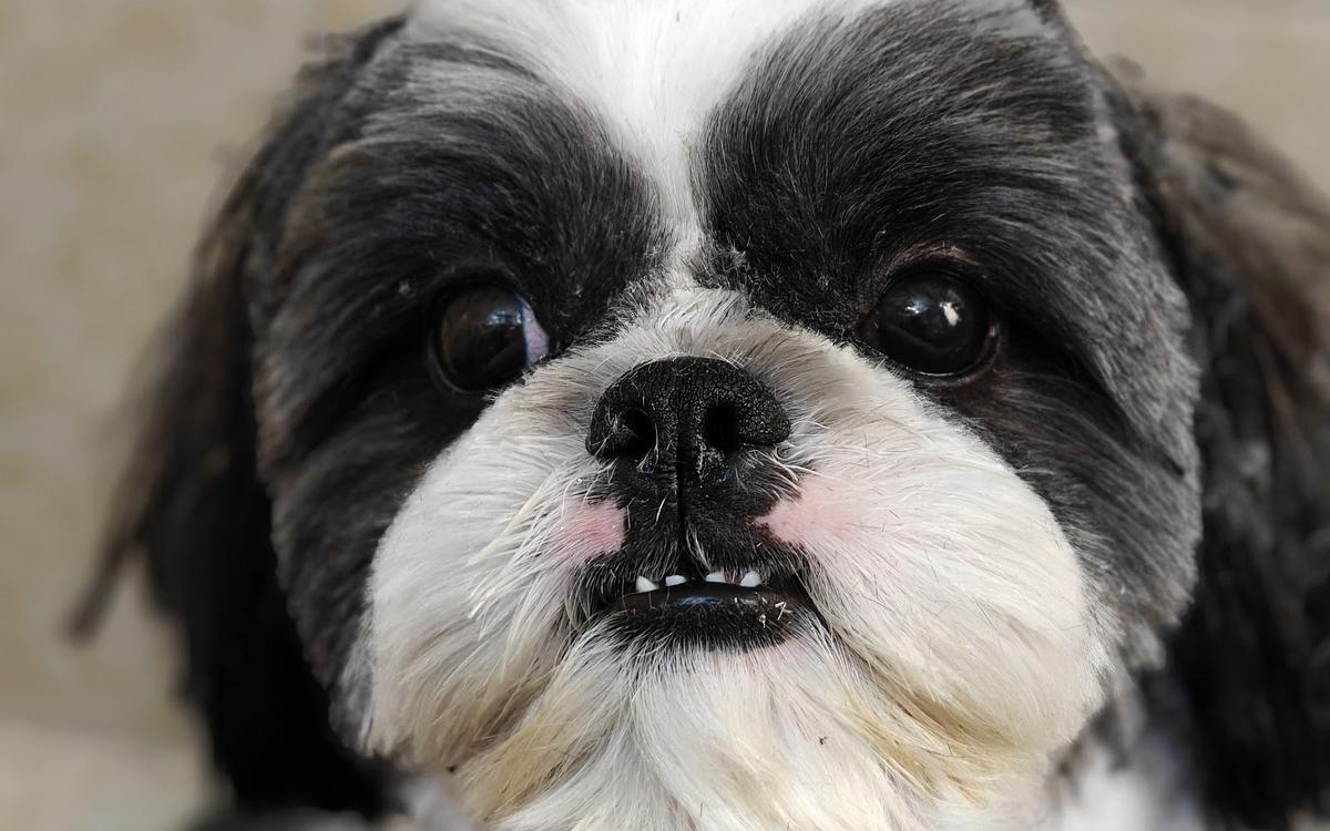 Duggu guggu pet spa at home services