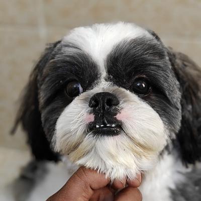 Duggu guggu pet spa at home services