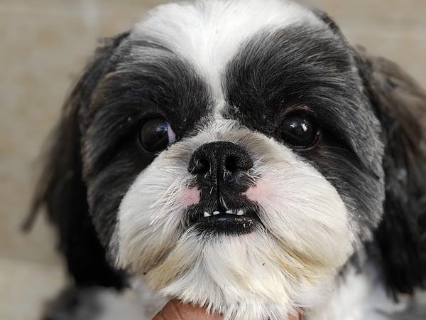 Duggu guggu pet spa at home services