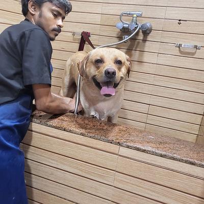 CP Vet Sector 56