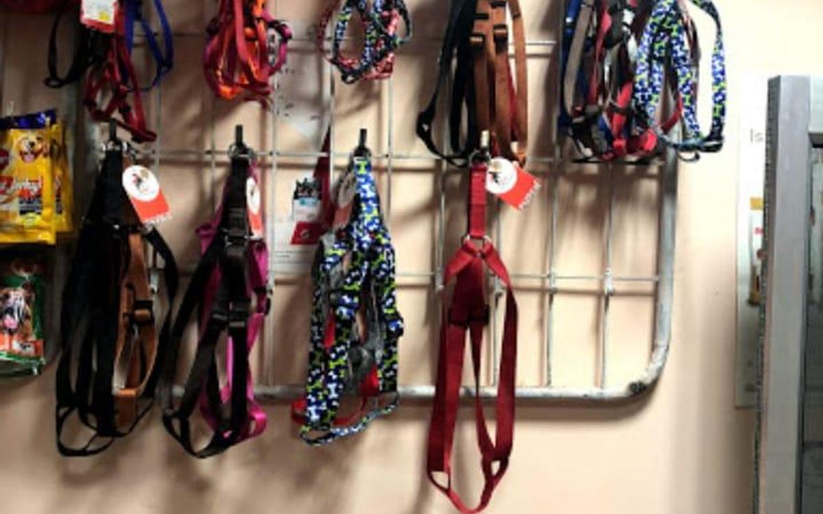 DPC PET CARE CLINIC (DOMESTICITY PET CARE CLINIC)