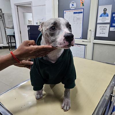 CP Vet Palam Vihar