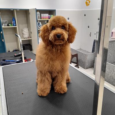 Duggu guggu pet spa at home services