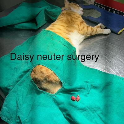 Vetopia Pet Clinic & Surgery Centre