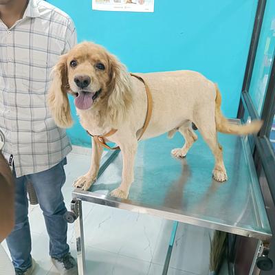Om Pet Hospital