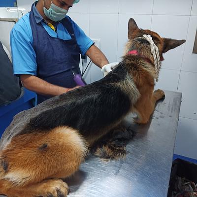 Metro Pet Hospital