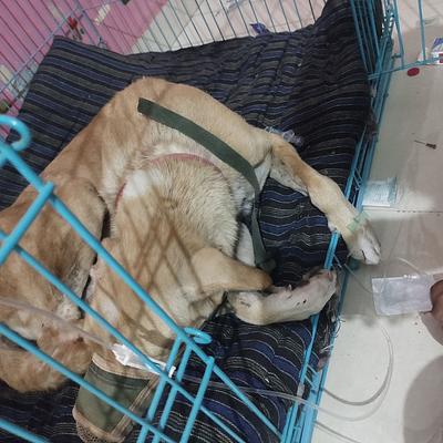 VET 4 PET