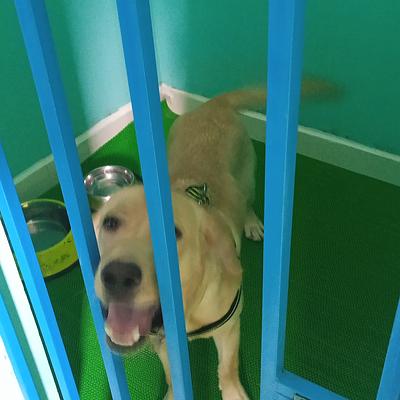Om Pet Hospital