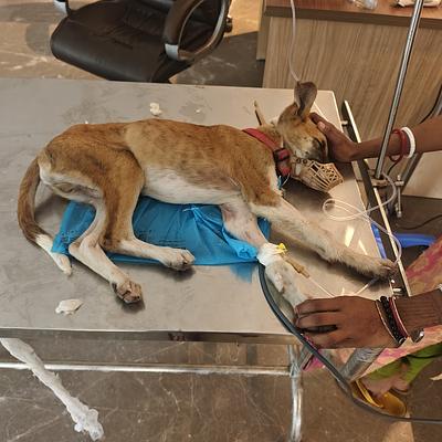 Asha Holistic Pet Care Clinic