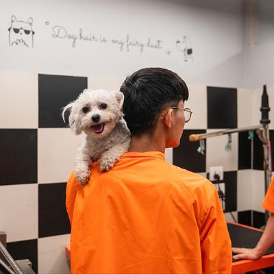 Pet Spa & Grooming by Heads Up For Tails - DLF Phase 1, Gurugram