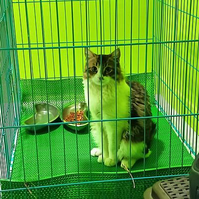 Om Pet Hospital