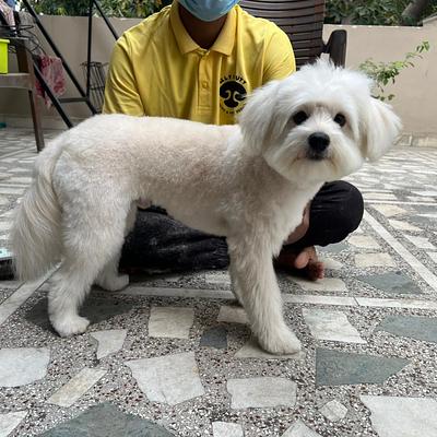 Ultimutt - Best Home Grooming for Dogs & Cats in NCR