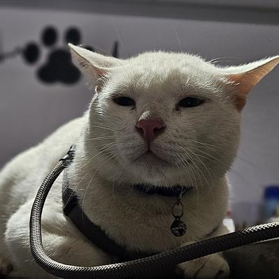 Noble care pet clinic