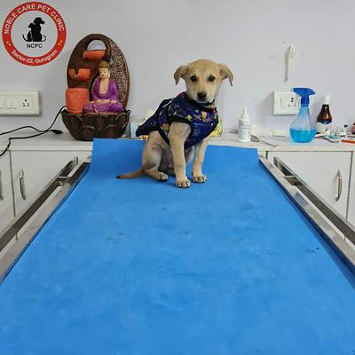 Noble care pet clinic