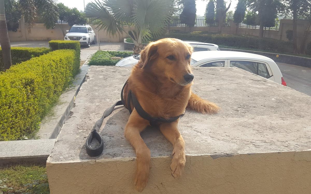 B.M.R PET CLINIC
