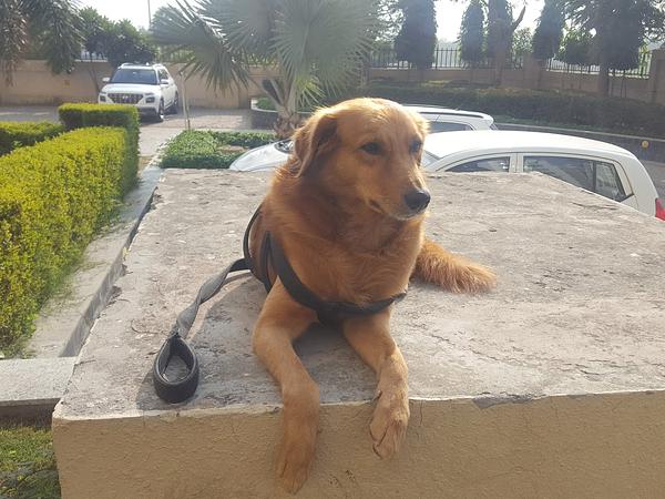 B.M.R PET CLINIC