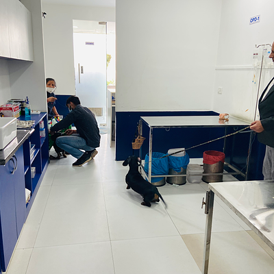 Asteria veterinary centre