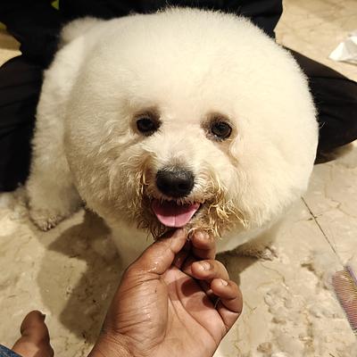 Duggu guggu pet spa at home services
