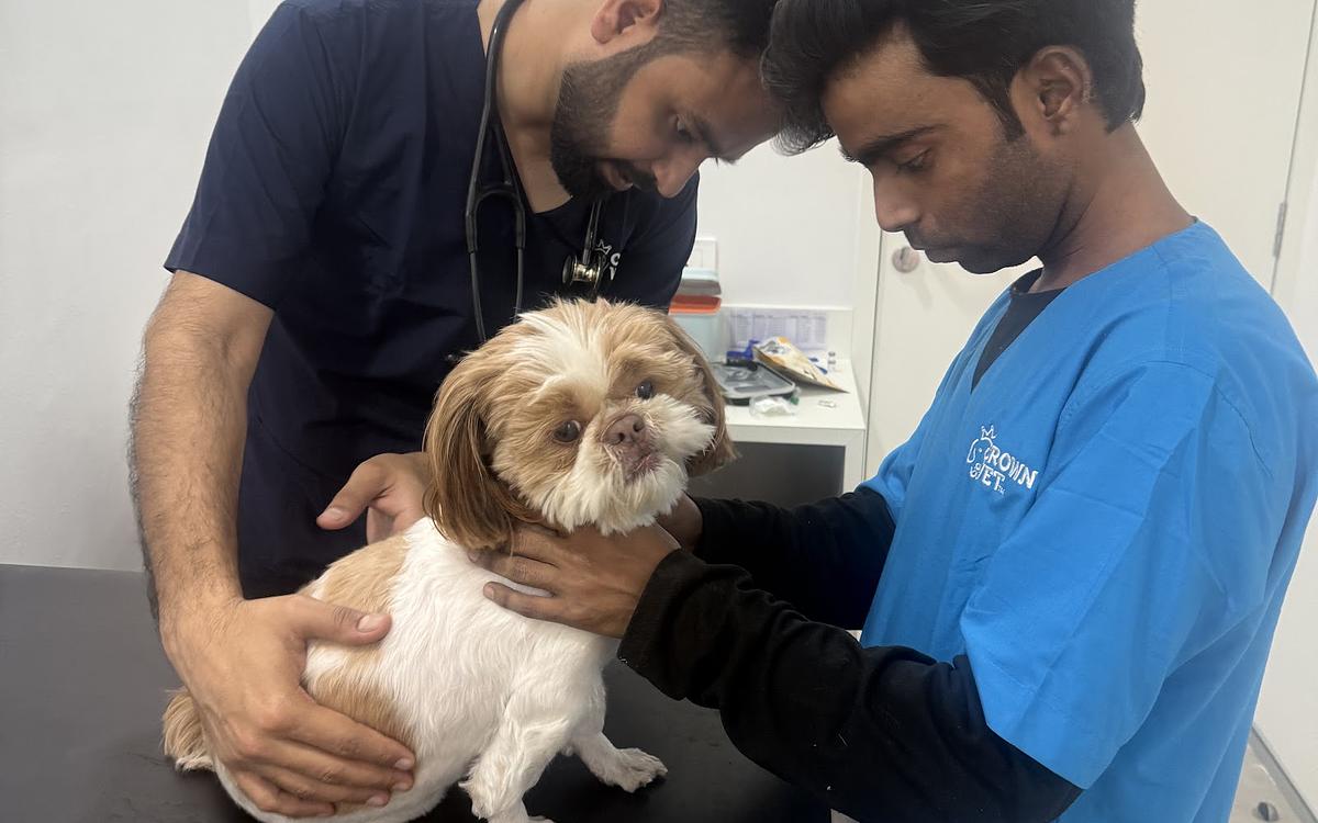 Crown Vet Sushant Lok