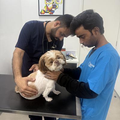 Crown Vet Sushant Lok