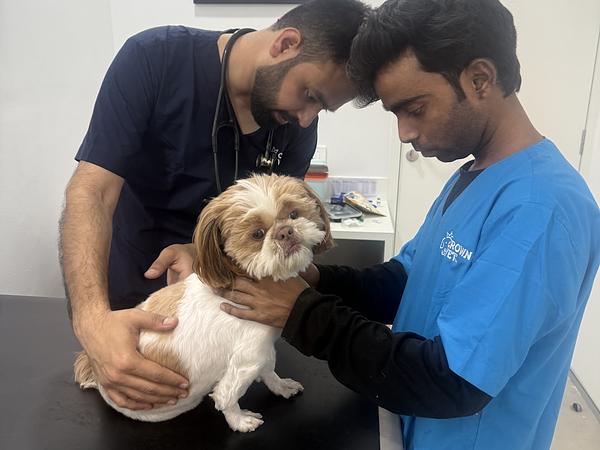 Crown Vet Sushant Lok