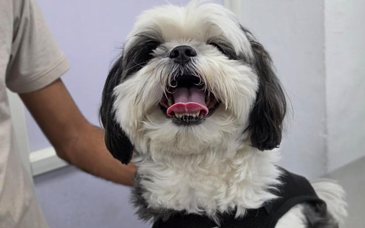 PAWSitive VETERINARY HOSPITAL