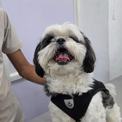 PAWSitive VETERINARY HOSPITAL