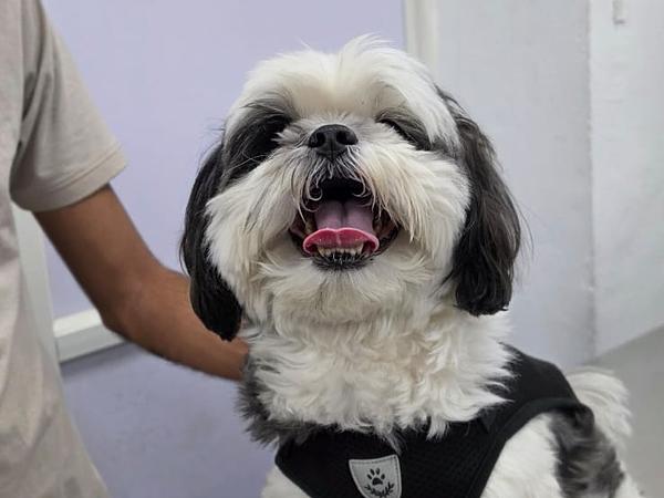 PAWSitive VETERINARY HOSPITAL