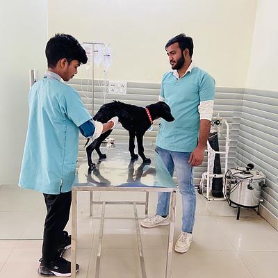 Asteria veterinary centre