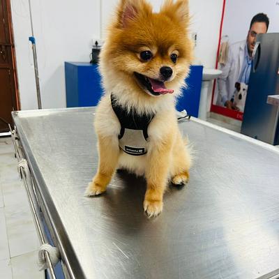 Gurugram Pinaka Vets