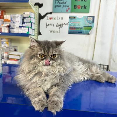 PAWSitive VETERINARY HOSPITAL