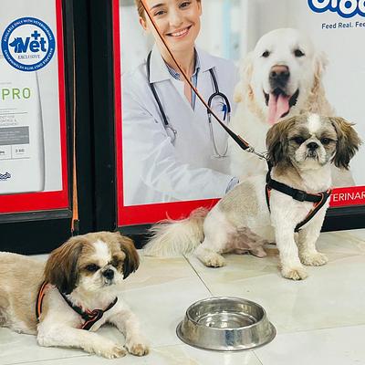 Gurugram Pinaka Vets