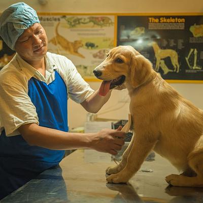 Pet Works : Pet Clinic | Pet vaccination | Pet Food | Sector 52 Gurgaon