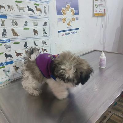 Om Pet Clinic
