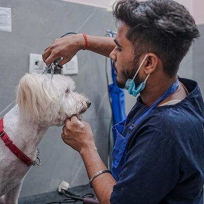 Vetic Pet Clinic Sec-82A Gurgaon