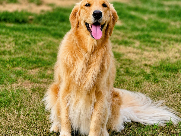 Petzovia - Pet Boarding & Park