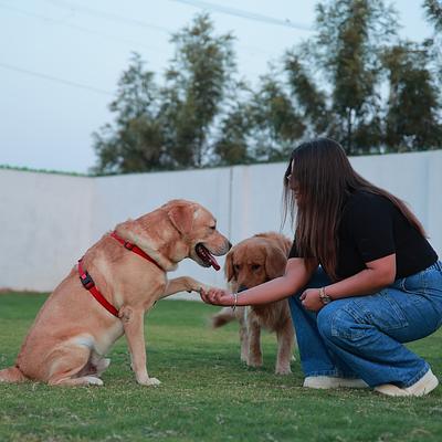 Bark & Spark Pet Boarding