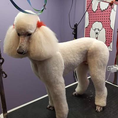 Duggu guggu pet spa at home services