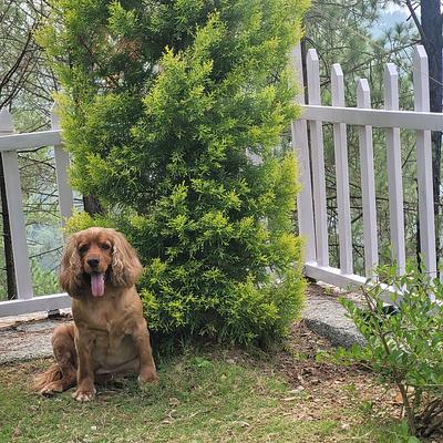 Bark & Spark Pet Boarding