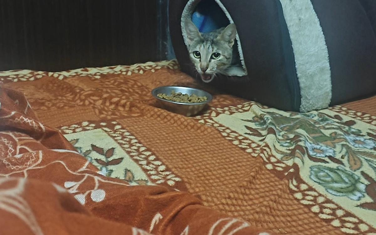 Rosy & Rancho CAT & PET Boarding