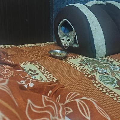 Rosy & Rancho CAT & PET Boarding