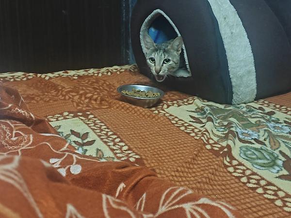 Rosy & Rancho CAT & PET Boarding