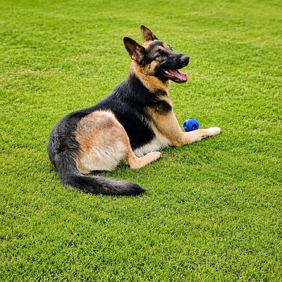 The k9 paradise
